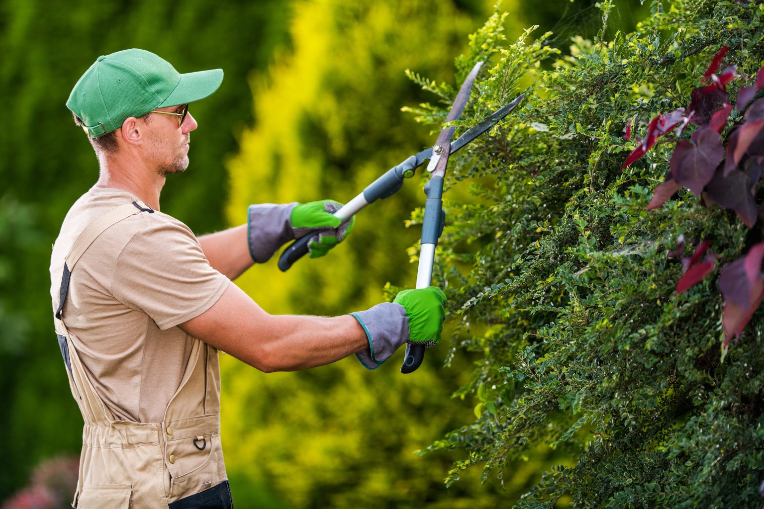 Heckenschnitt im Rahmen der Gartenpflege